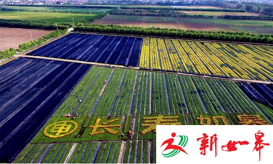如皋2000亩地上长出“长寿如皋”4字 曾引央视关注-雉水网