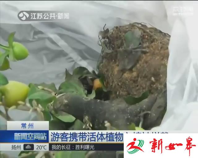 游客携带活体植物入境被拦截-雉水网