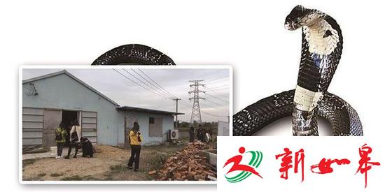 南京50多条眼镜蛇出逃仍未找到 伤人谁会担责-雉水网