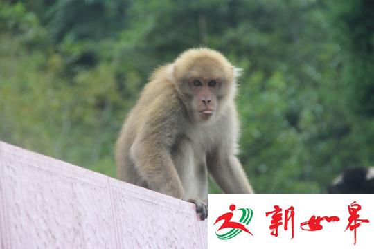 顽皮猕猴“大闹”云南麻栗坡居民区 民众苦不堪言-雉水网