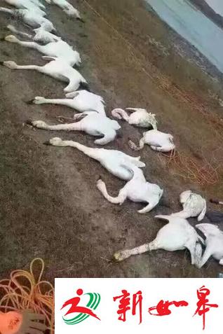 内蒙古天鹅捕杀事件7名犯罪嫌疑人落网-雉水网