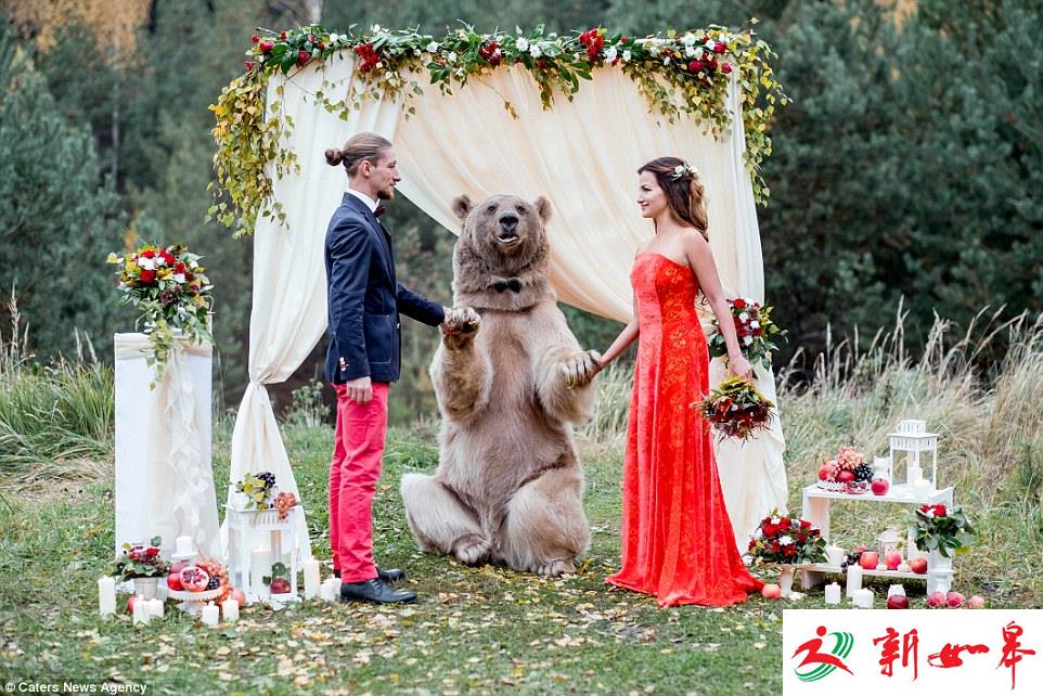 俄罗斯一棕熊成婚礼证婚人 与新人亲密合影憨态可掬-雉水网