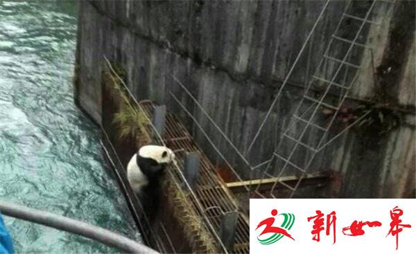四川一野生大熊猫渡河失败 被冲到水电站后获救-雉水网