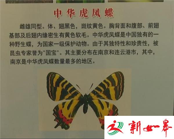 连云港首家蝴蝶馆开馆-雉水网