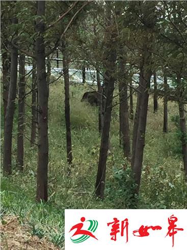 句容赤山湖湿地野猪“出没”路遇陌生人跳湖“泅水”逃走-雉水网