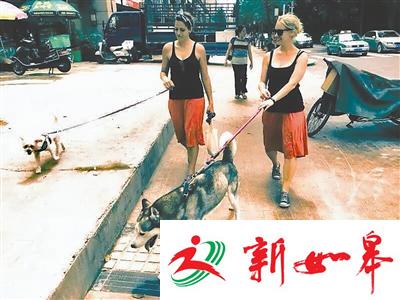 成都来了群职业“洋遛狗” 收费180元一天-雉水网