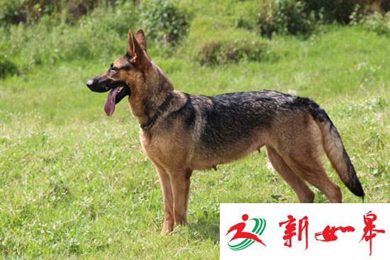 3只昆明犬“离家出走” 咬死家养山羊攻击村民-雉水网