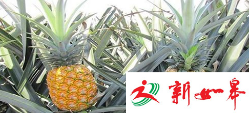 如皋80后小伙回乡创业年收入百万 成为南通种植凤梨第一人-雉水网