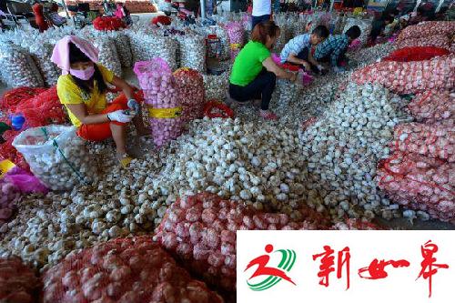 外媒称中国蒜价飙升85%：投机人士又嗅到钱味-雉水网