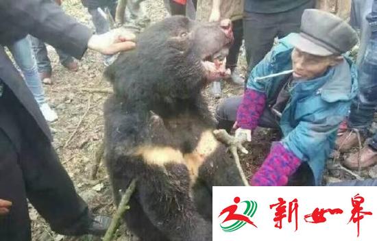 黑熊被活剥火烤?当地:袭击村民 被毙后焚烧掩埋-雉水网