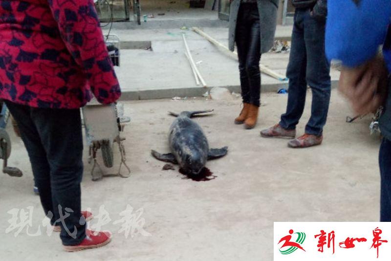 盐城一道路上惊现死鲸鱼 来源不明！-雉水网