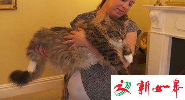 世界最长家猫：身长1.2米 入选吉尼斯-雉水网