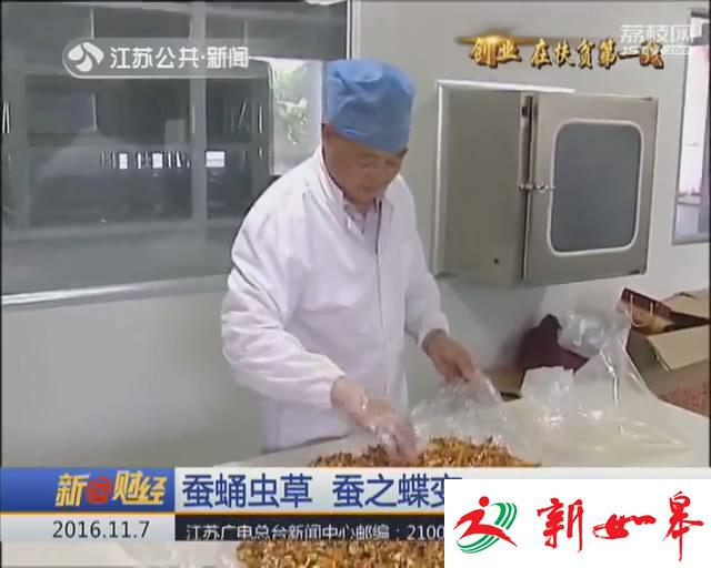 创业扶贫：蚕蛹虫草 利润增长10倍的蚕之蝶变-雉水网