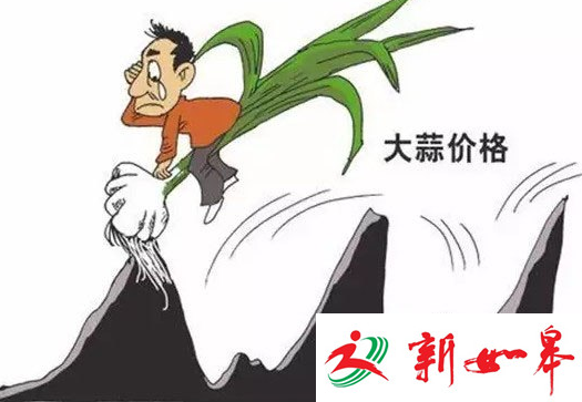 如皋市大蒜价格比两月前翻番 创下近年来最高纪录-雉水网