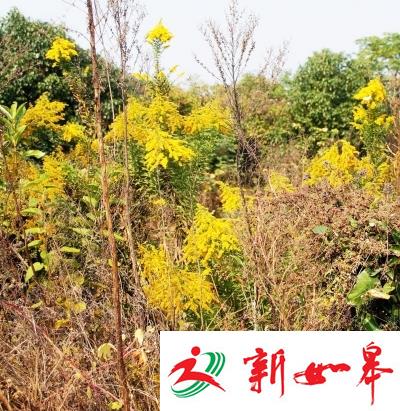 扬州基本清除加拿大一枝黄花 仍需加强防治-雉水网