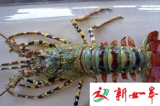 渔民捕到3斤重神秘龙虾 五彩斑斓或值60万(图)-雉水网