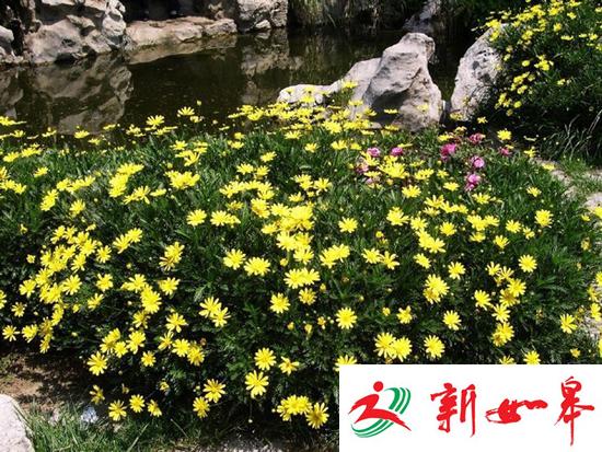 上海迪士尼频遭采花贼 一夫妻割三百斤菊花被刑拘-雉水网