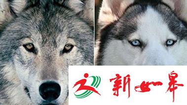 山东一动物园狼舍现哈士奇 园方：它在狼群中拥有地位-雉水网