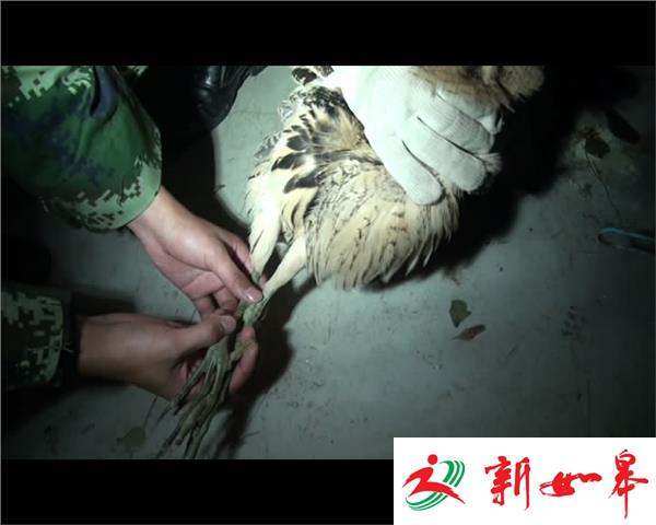 大麻鳽受伤 护鸟边警救助-雉水网