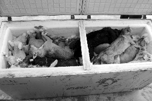 苏州常熟一团伙毒镖毒狗 60多条狗被害躺冰柜-雉水网