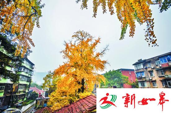 夫妻接力守护百年银杏 相伴40年把树当家人-雉水网