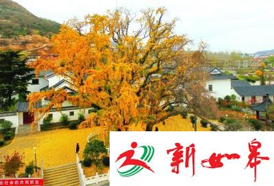 连云港开发区千年银杏树身披“黄金甲”-雉水网