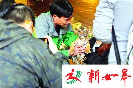 动物园幼虎与游客合影时被摔在地 被拍打头部-雉水网