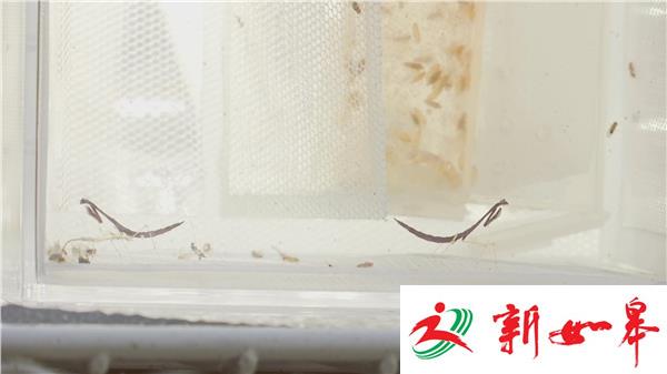 常州95后小伙饲养百只世界稀有螳螂-雉水网
