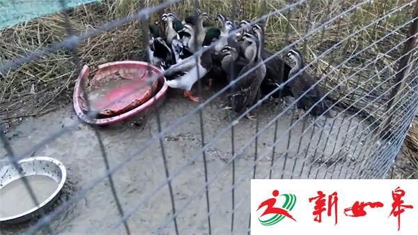 一家三口捕国家保护动物野鸭被边防民警抓获-雉水网