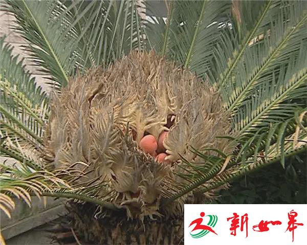 苏州铁树开花结出百余果-雉水网