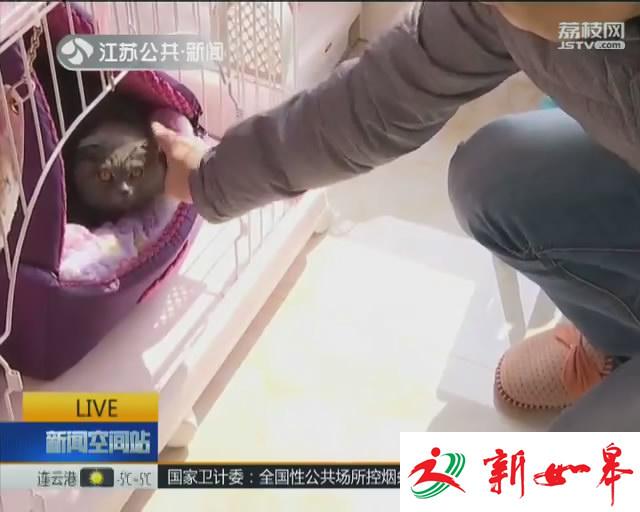 淋巴结肿大持续高烧 爱猫男子患上“猫抓病”-雉水网