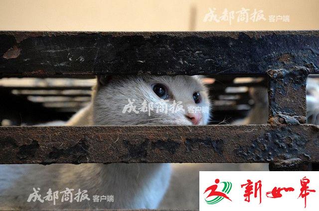 残忍！伪爱猫人每天杀猫100只 将猫肉当兔肉卖上餐桌-雉水网