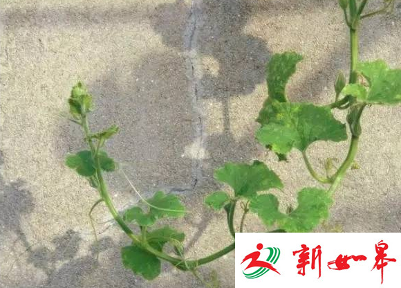 如皋一邻里因瓜藤起纠纷 检察官调节后双方握手言和-雉水网