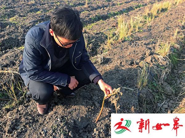 泰州农科所培育科研芋头耗时5年 眼看要收获却被偷光-雉水网
