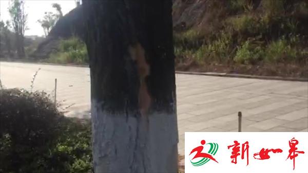 情侣骑摩托未戴头盔遭协警狂追 撞绿化带1死1伤-雉水网