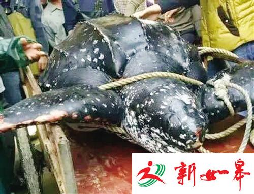 广东416斤大海龟遭屠宰 官方:非活宰 捞起时已死-雉水网