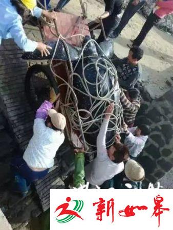 广东416斤大海龟遭屠宰 6名当事人被移交司法部门-雉水网