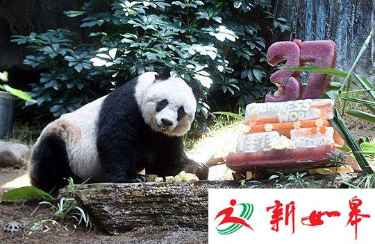 大熊猫佳佳骨骸捐献香港城市大学 以作教育研究-雉水网
