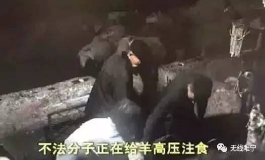非法给羊注入滑石粉！睢宁：严肃处理！！！-雉水网