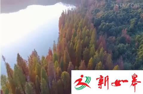 句容水杉林五彩斑斓 一个美到心醉的童话世界（视频）-雉水网