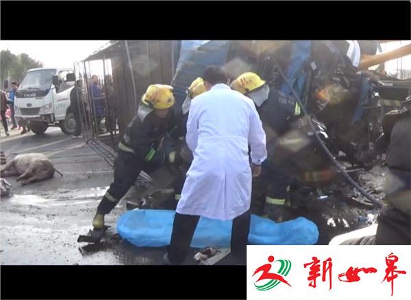 两车追尾 猪死人伤-雉水网