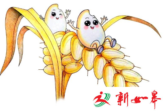 如皋白蒲种植“有机稻”卖出猪肉价　成为村民增收法宝-雉水网