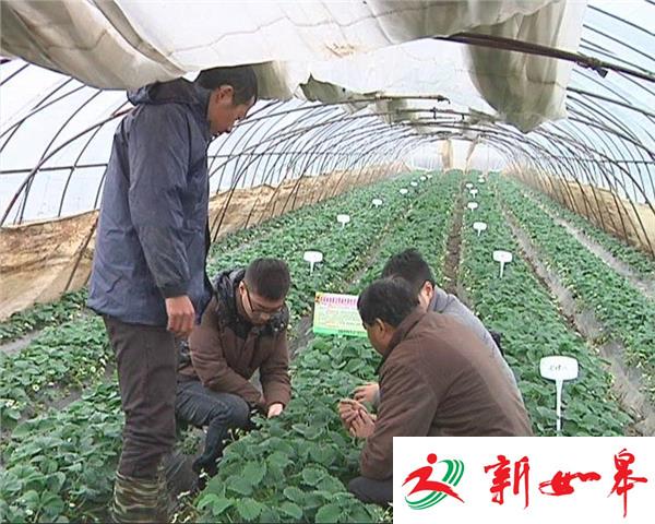 寒潮来袭：句容草莓上市期较往年推迟10天-雉水网