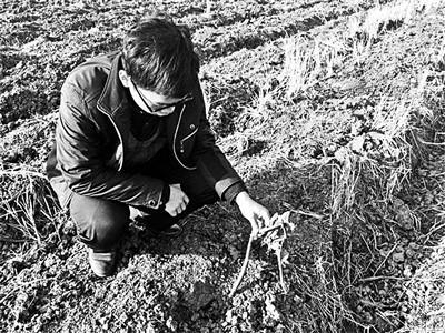 江苏泰州一农科所培育芋头6年被盗挖 数额小无法立案-雉水网