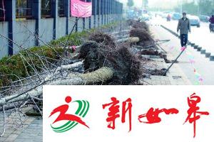 600米“银杏大道”百余棵树近半枯死-雉水网