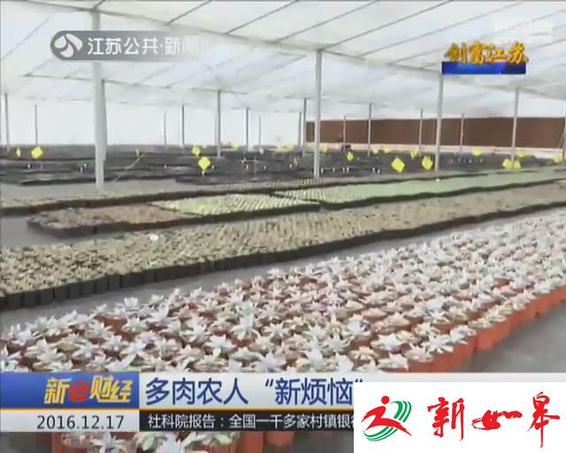 创富江苏：90后男生创建多肉植物园 年收入超百万-雉水网