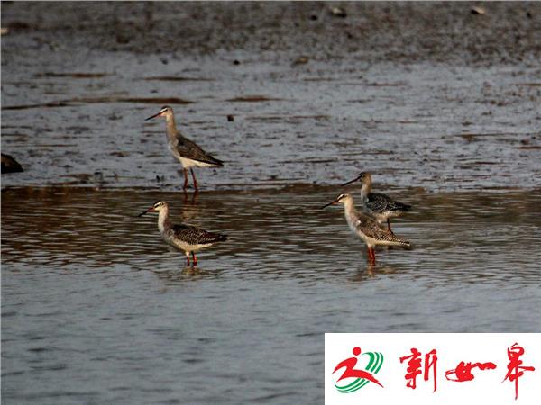 南京浦口滨江湿地惊现鹬鸟 捕捉小鱼引市民围观-雉水网