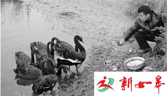 迁徙的黑天鹅留宿海岛 村民热情招待几天胖了一圈-雉水网