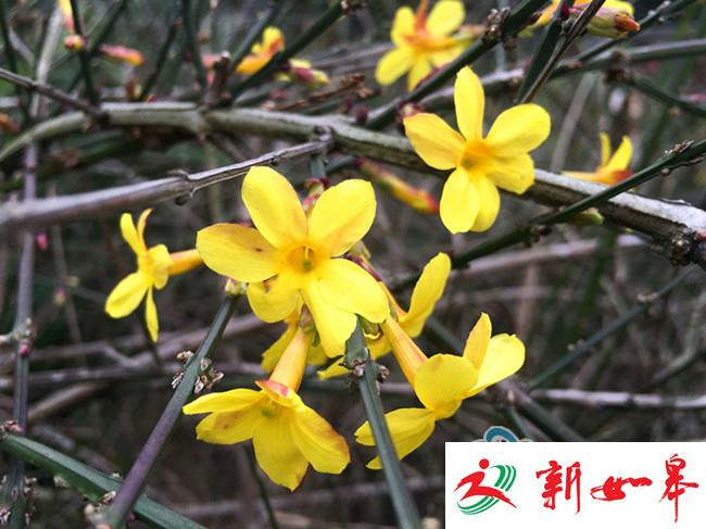 2017年常州第2期花情预报：迎春花提前开放-雉水网