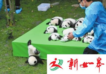 熊猫宝宝摔了一下，摔成了“世界最佳照片”-雉水网